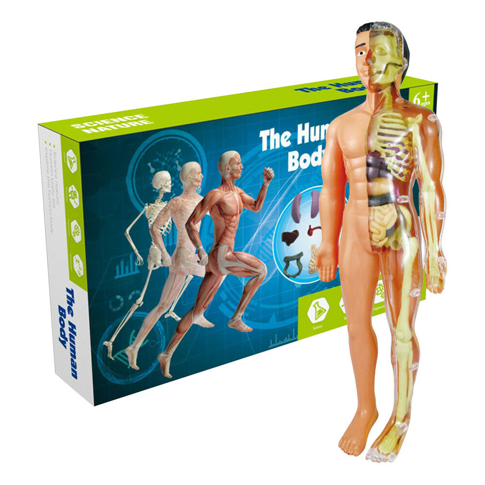 Human Anatomy Model Removable Human Torso Anatomy Model With Details 3D Body Model For Preschool Kids Medical Students College